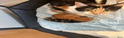 Mixed Breed cats for sale: Ginger tabby  - Advert 2