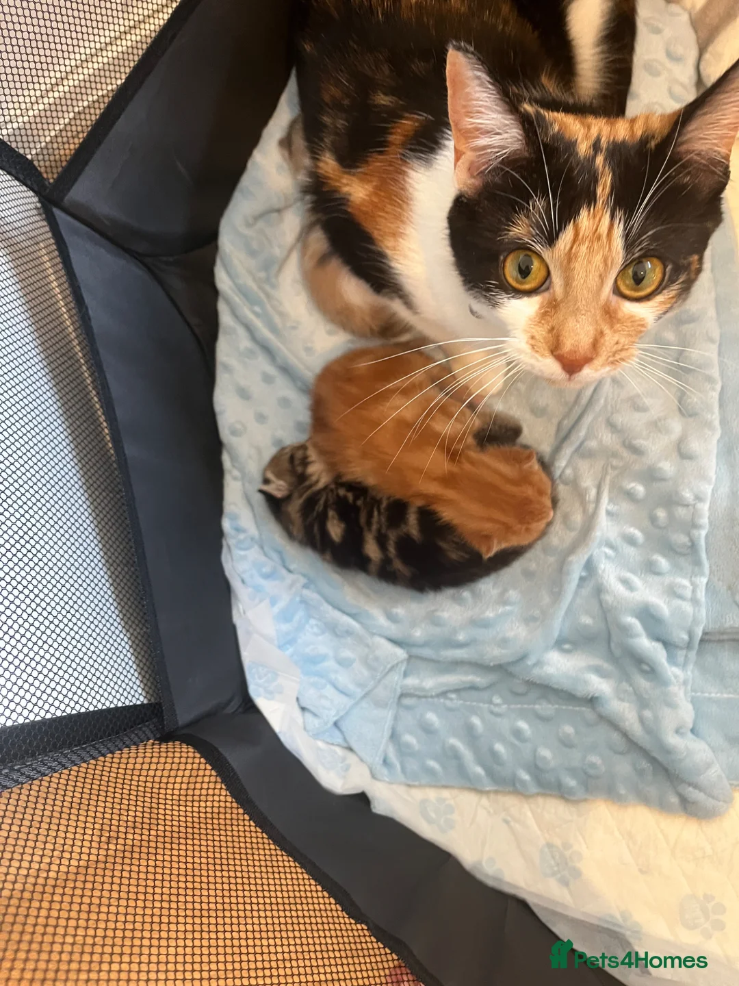 Mixed Breed cats for sale: Ginger tabby  - Advert 2