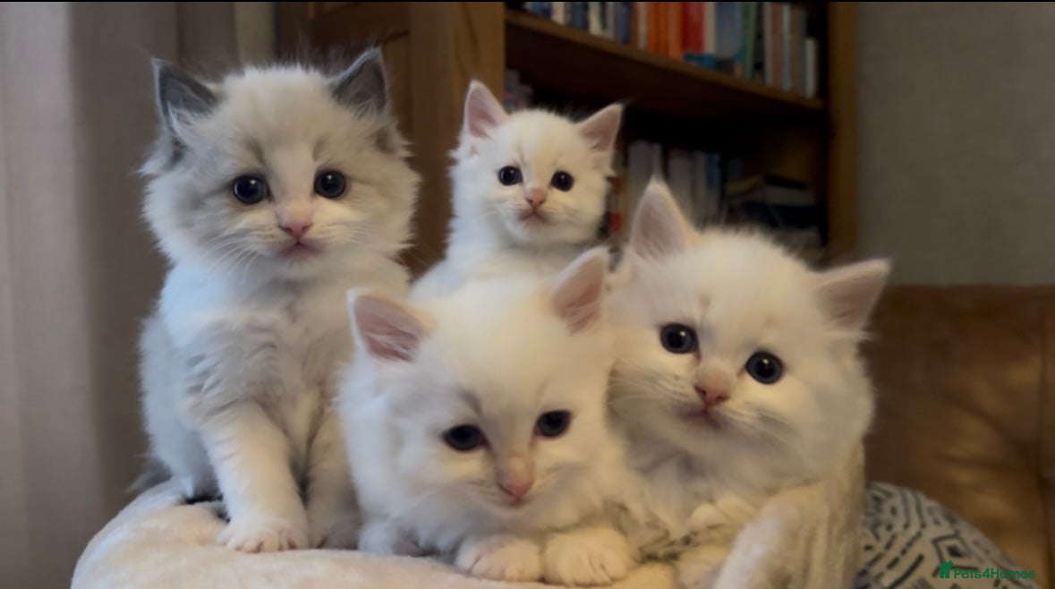 Ragdoll cats Stunning Ragdoll kittens Flame & Bicolour  - Advert 1