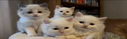 Ragdoll cats for sale: Stunning Ragdoll kittens Flame & Bicolour  - Advert 1