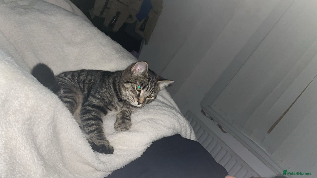 Maine Coon cats for sale: Maine coon mix  - Advert 14