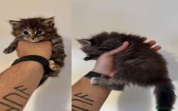 Mixed Breed cats for sale: 5 beautiful kitten looking for their forever homes - Image 5