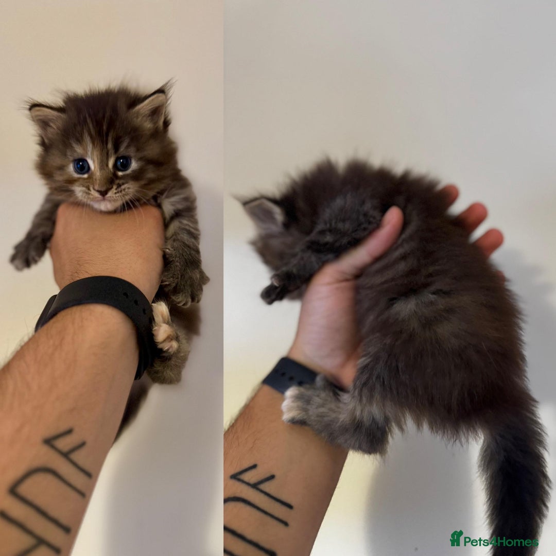 Mixed Breed cats for sale: 5 beautiful kitten looking for their forever homes - Image 5