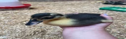 Ducks poultry for sale: Ducklings  - Advert 7