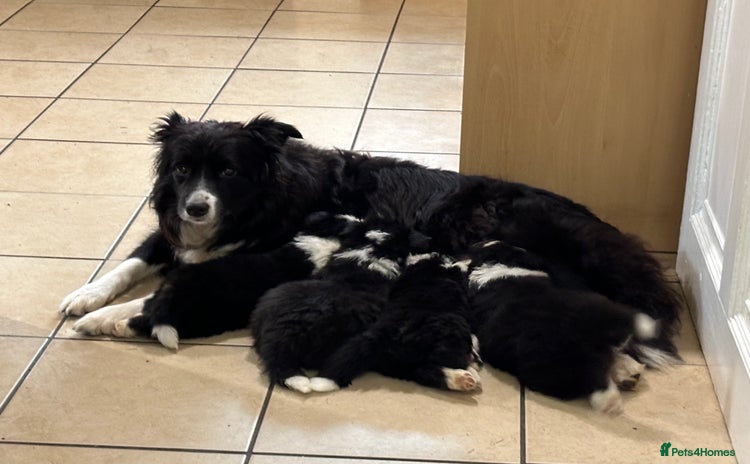 Border Collie dogs - Advert 3