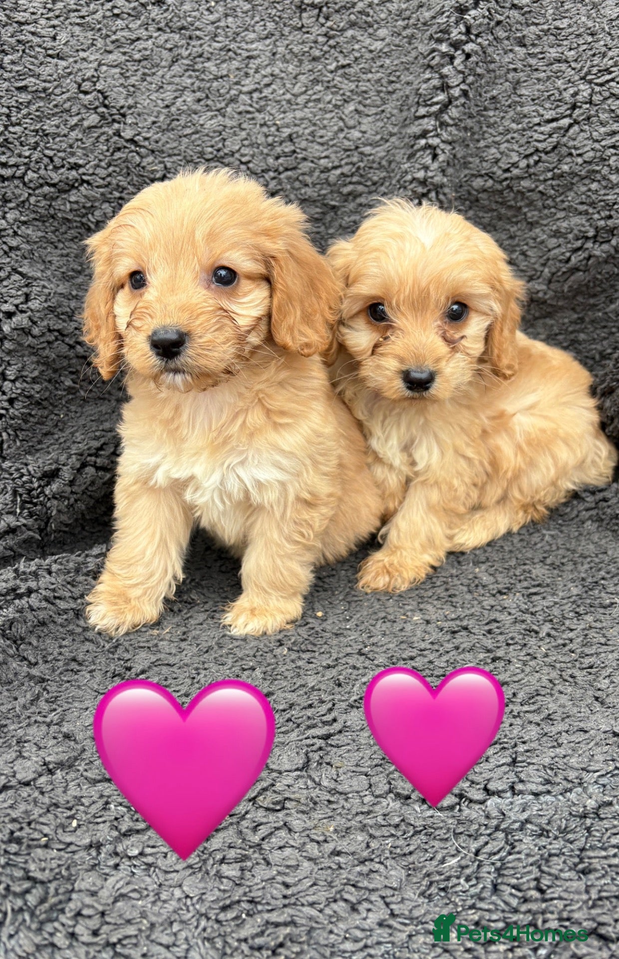 Cockapoo dogs for sale: 3 adorable Cockerpoo puppies  - Advert 1