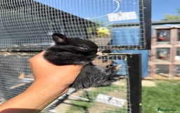 Netherland Dwarf rabbits for sale: •AVAILABLE• Pedigree Netherland Dwarf Baby BunnIes - Image 4