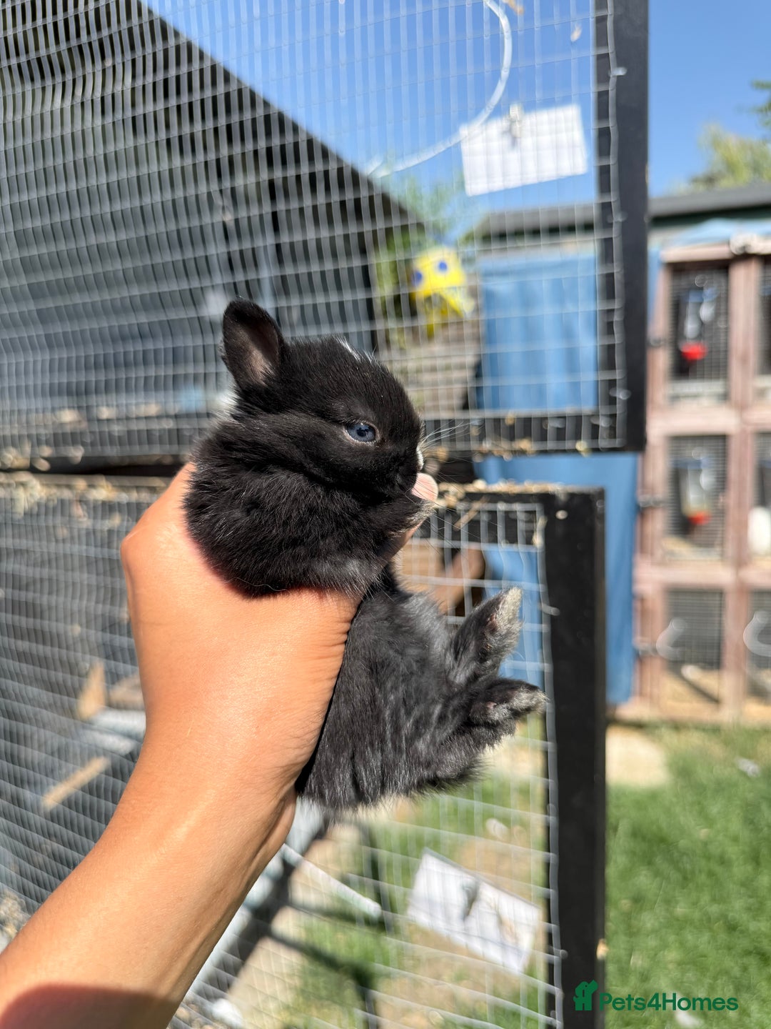 Netherland Dwarf rabbits for sale: •AVAILABLE• Pedigree Netherland Dwarf Baby BunnIes - Image 4