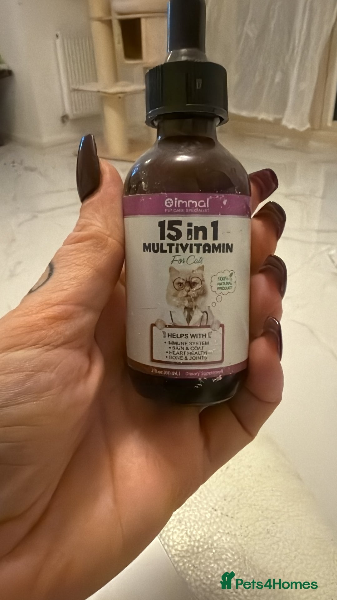 Ragdoll cats for sale: Ragdoll princess😻 - Advert 8