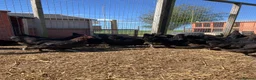 Chickens poultry for sale: Point of lay hens for sale  - Advert 11