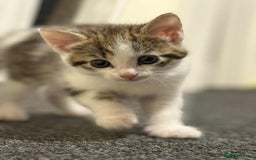 Mixed Breed cats for sale: Last One From The Litter - Image 1