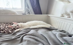 Persian cats for sale: Loving Persian x Maine Coon Kittens Indoors only - Image 11