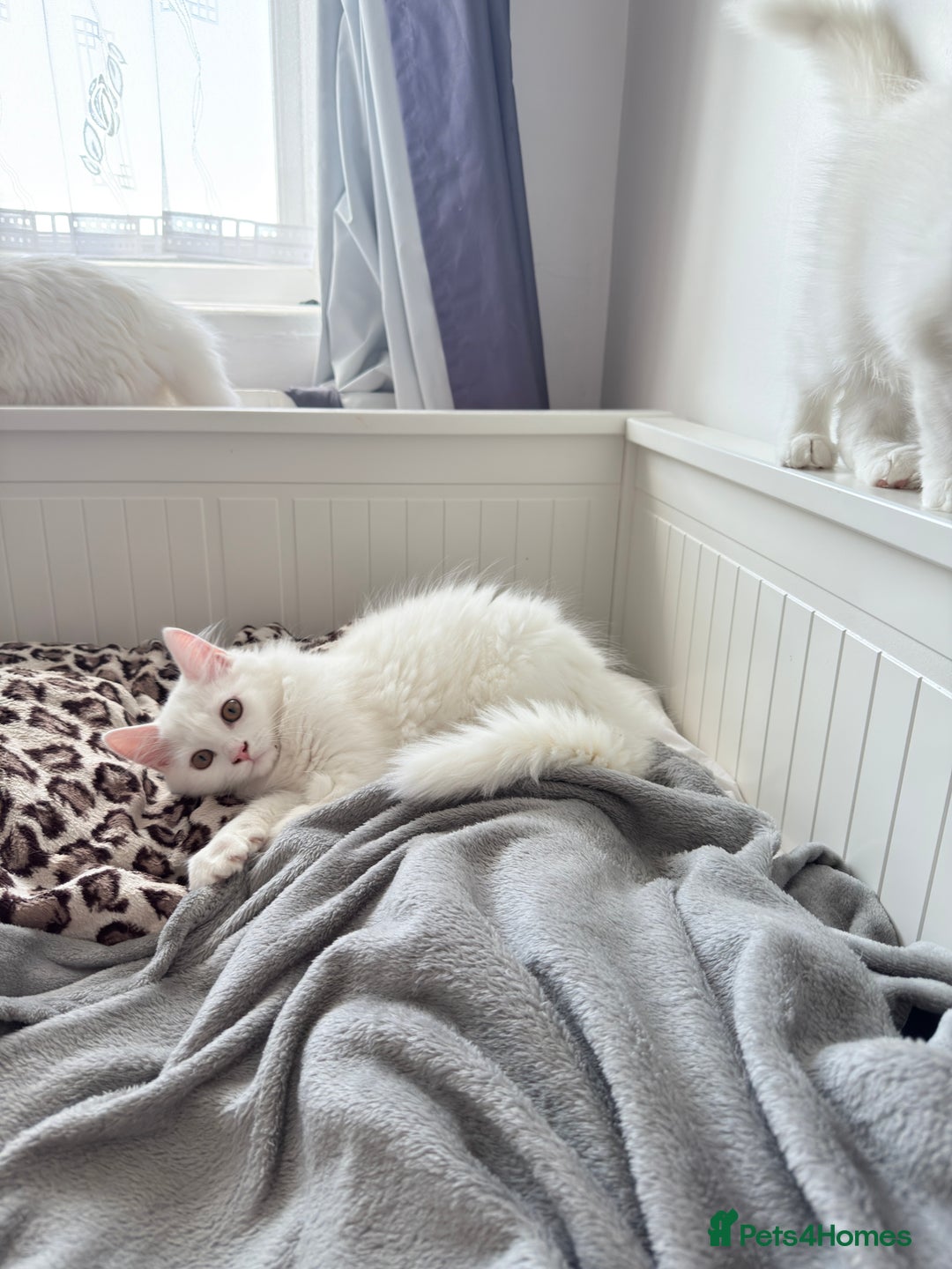 Persian cats for sale: Loving Persian x Maine Coon Kittens Indoors only - Image 11