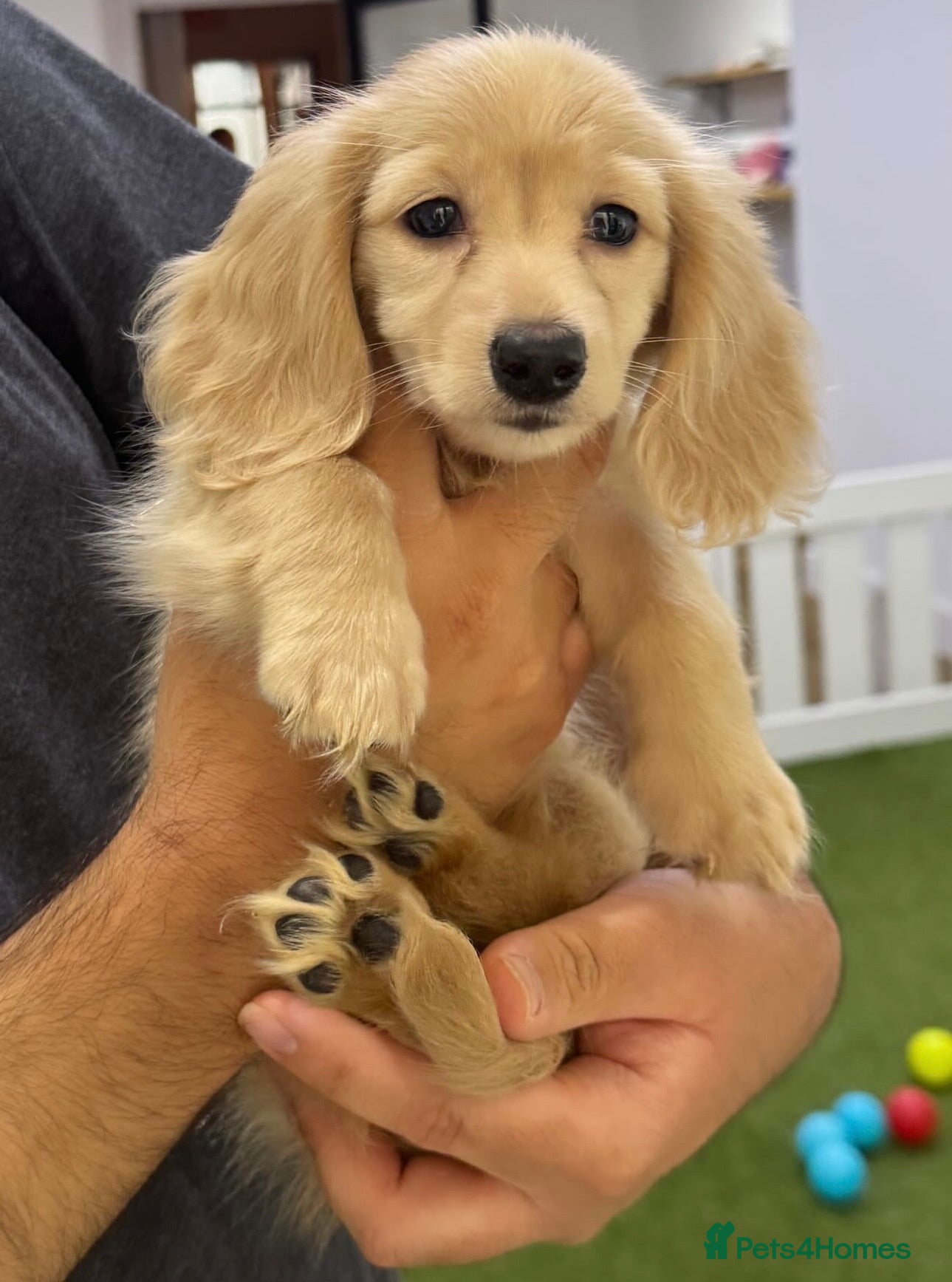 Miniature Dachshund dogs Miniature cream long hair puppies for sale  - Advert 18