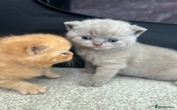 British Shorthair cats for sale: TICA Registered British Shorthair Kittens - Image 1