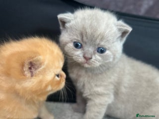 British Shorthair cats - Advert 25