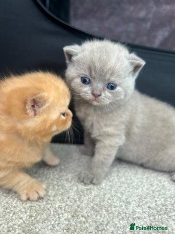 British Shorthair cats - Advert 16