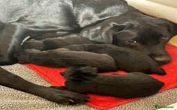 Borador dogs for sale: 5 borador puppies for sale - Image 1