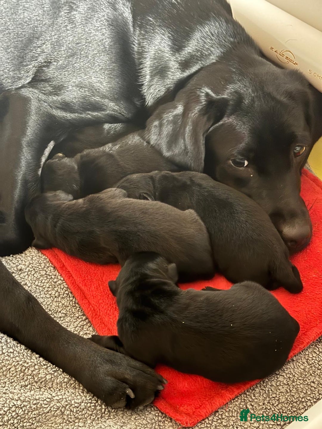 Borador dogs for sale: 5 borador puppies for sale - Image 1