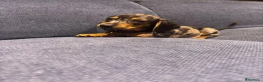 Miniature Dachshund 1