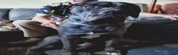 Cane Corso dogs for sale: READY NOW! 4 Female Cane Corso puppies for sale  - Advert 5