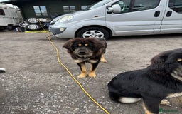 Tibetan Mastiff dogs for sale: 2x Tibetan Mastiff pups - 6 Months old - Image 4