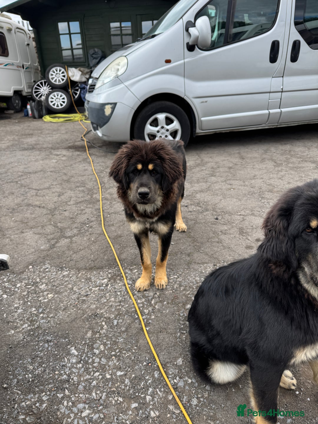 Tibetan Mastiff dogs for sale: 2x Tibetan Mastiff pups - 6 Months old - Image 4