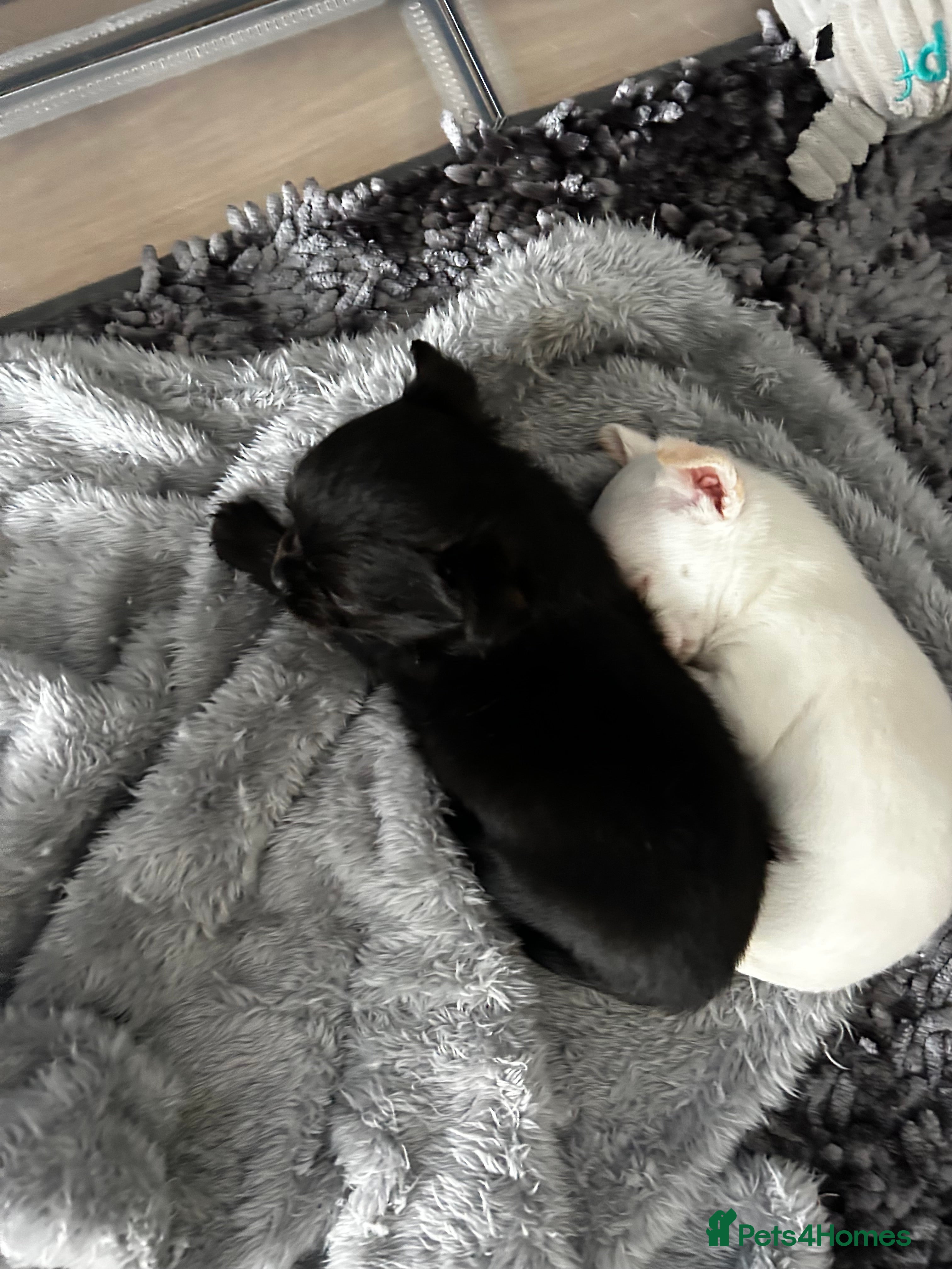 Chihuahua dogs 2 chihuahua puppies for sale in Biggleswade - Advert 1