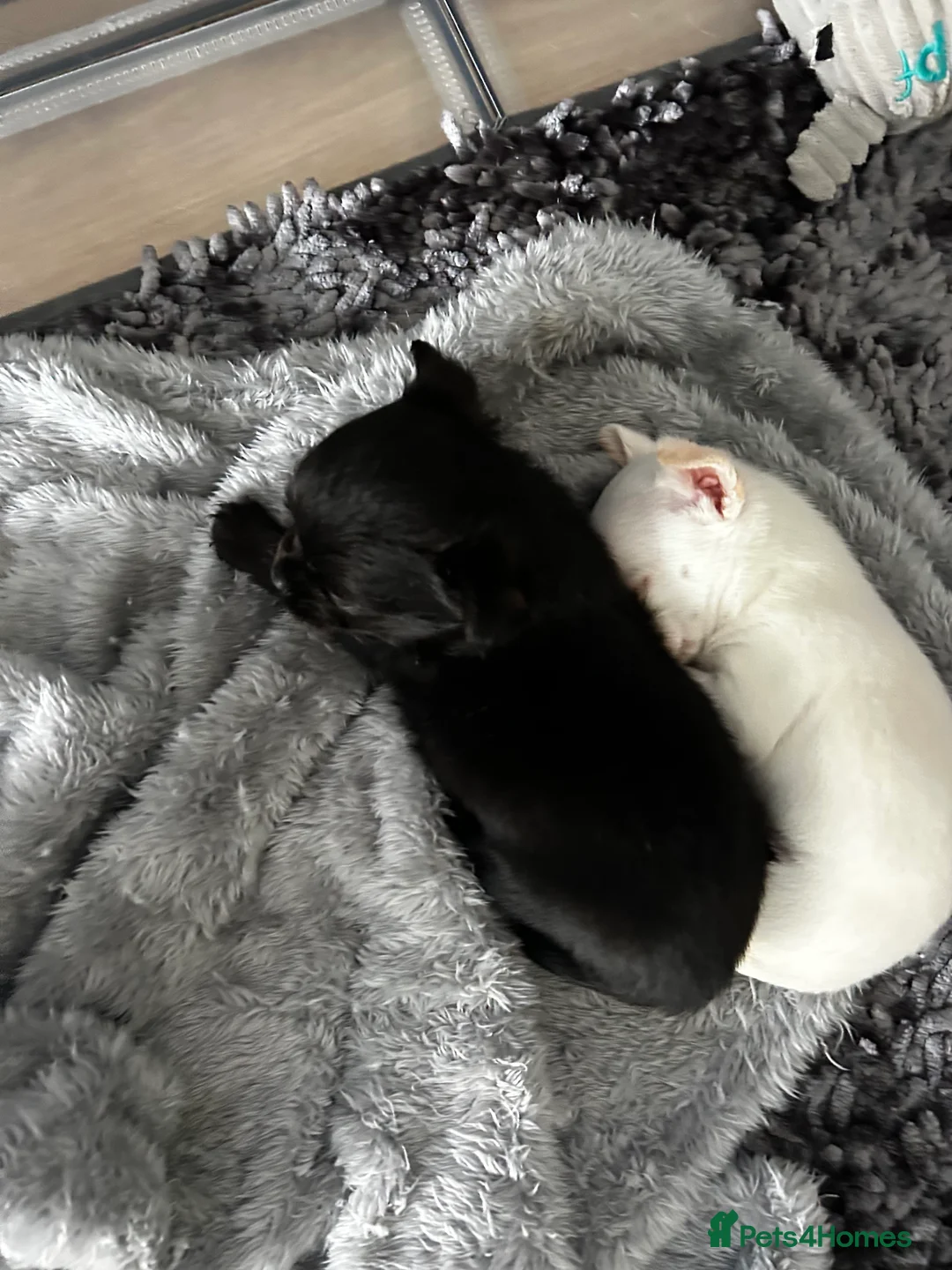 Chihuahua dogs for sale: 2 chihuahua puppies for sale in Biggleswade - Advert 1