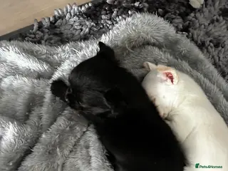 Chihuahua dogs 2 chihuahua puppies for sale in Biggleswade - Advert 1