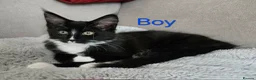 Maine Coon cats for sale: 1 Maine Coon Kitten Needing Home. - Advert 6