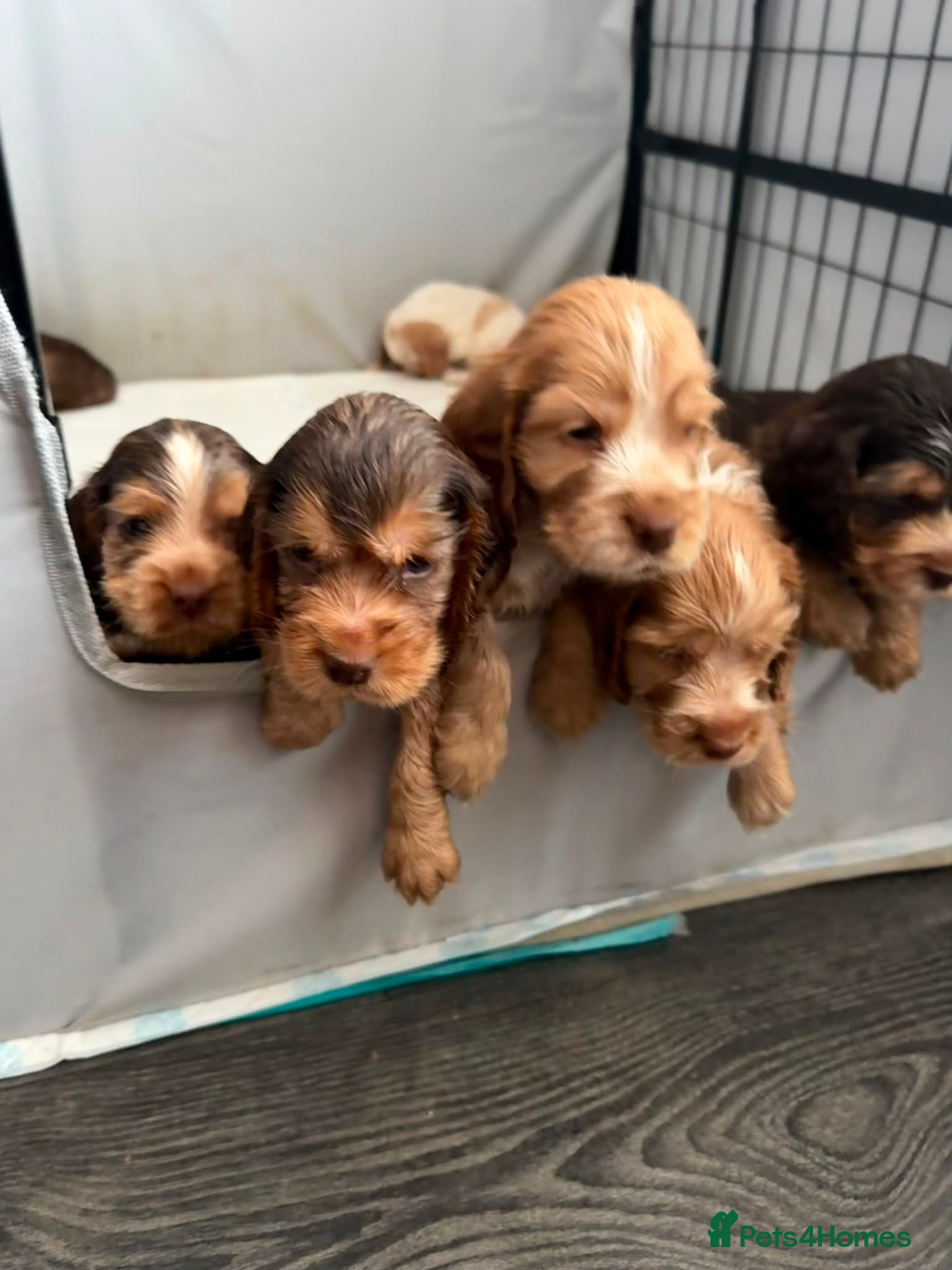 Cocker Spaniel dogs Stunning Show Cocker Spaniel Puppies - Advert 1