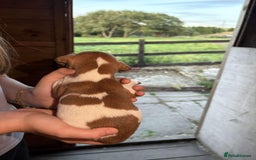 Jack Russell dogs for sale: Jack Russell puppies 5 boys left - Image 5