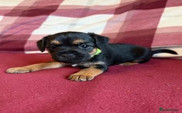 Border Terrier dogs for sale: Beautiful Border Terrier Puppies😍 - Advert 8