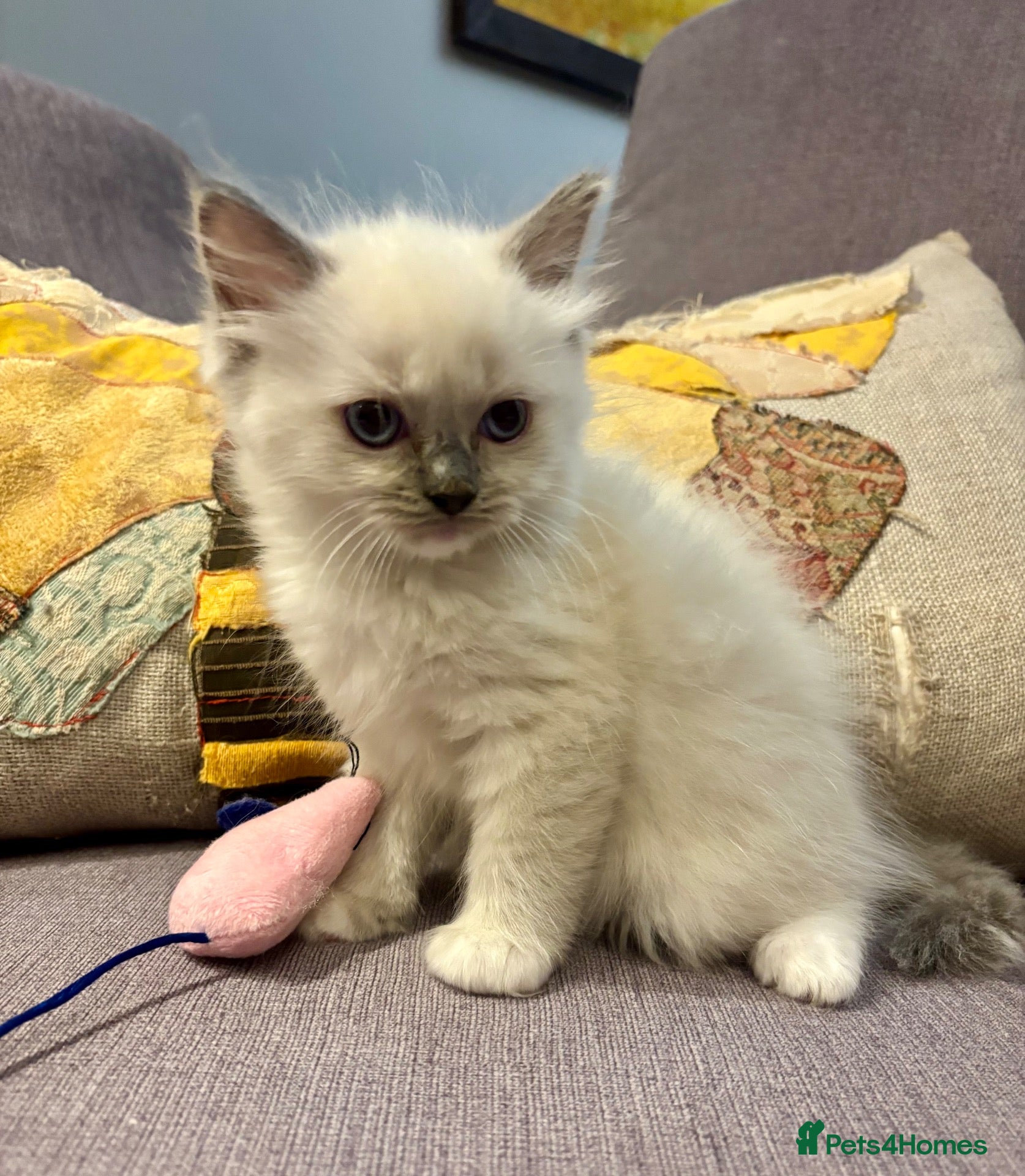Ragdoll cats Gorgeous Ragdoll Kittens.  - Advert 18