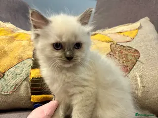 Ragdoll cats Gorgeous Ragdoll Kittens. - Advert 18