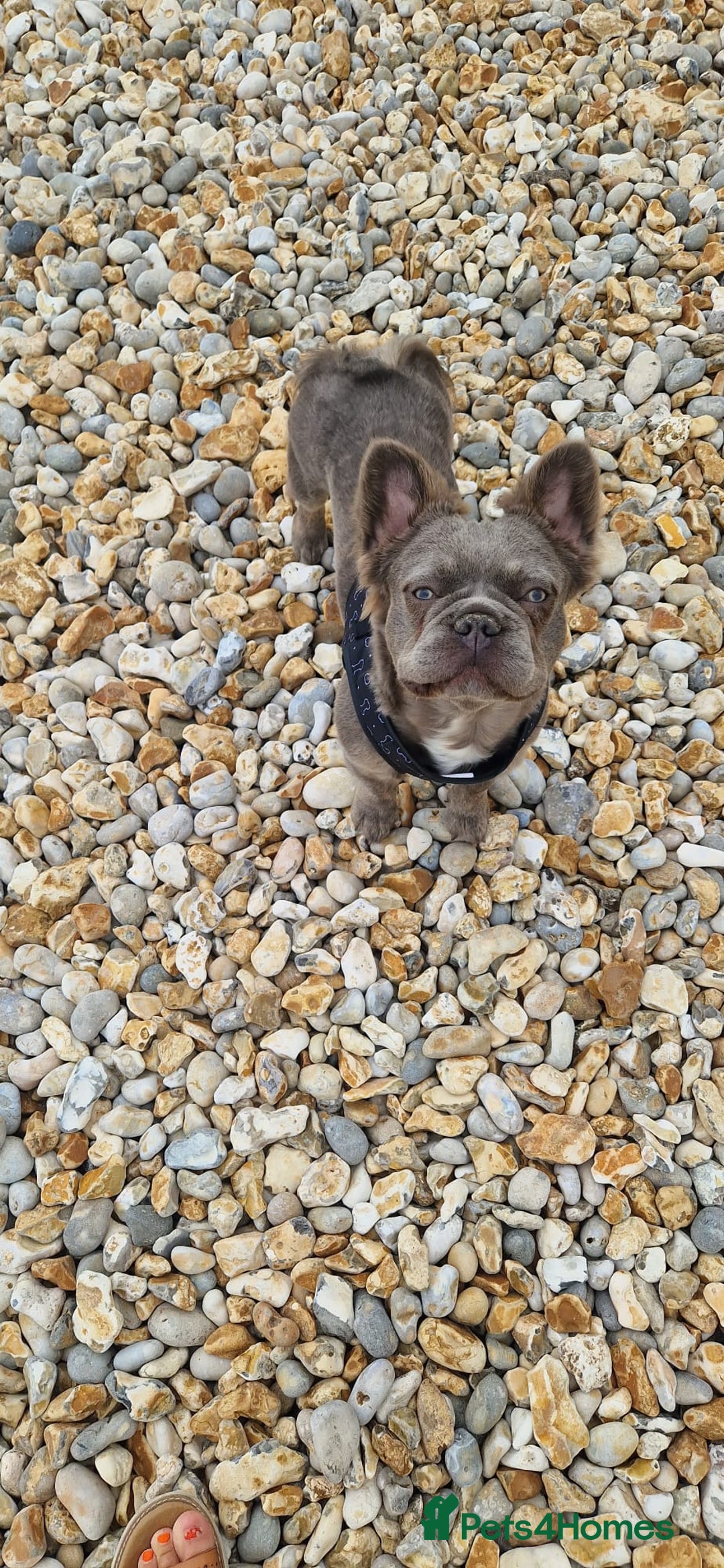 French Bulldog dogs for sale: MALE FRENCHIE LOOKING FOR NEW HOME - Image 11