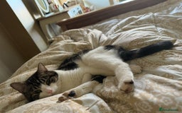 Domestic Shorthair cats for sale: Heartbreakingly a marriage breakup forces rehome - Image 4