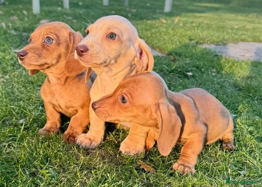 Miniature Dachshund dogs for sale: Stunning miniature dash’s  - Image 7