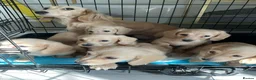 Miniature Dachshund dogs for sale: Cream long haired mini dachshund puppies - Advert 9