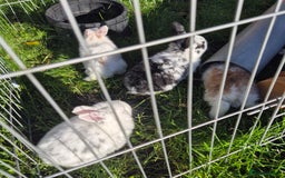 Mini Lop rabbits for sale: Gorgeous Mini Lop X Rex Kits  - Advert 6