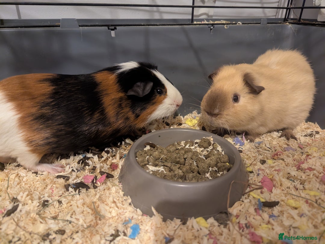 Guinea Pig rodents for sale: Pair of bonded male guinea pigs - Advert 2
