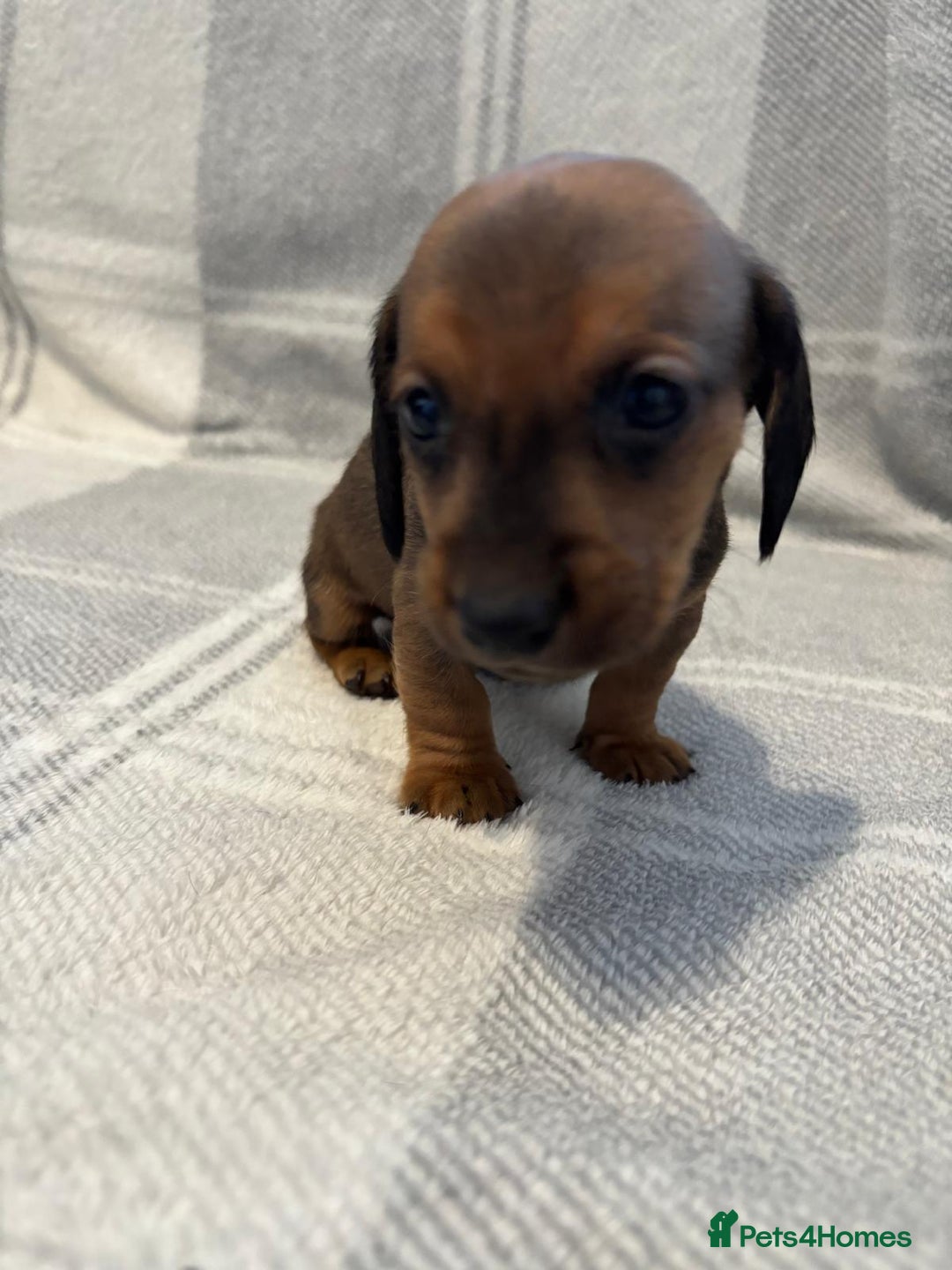 Dachshund dogs for sale: LAST 2 READY NOW Dachshund Puppies (1F, 1M) - Image 8