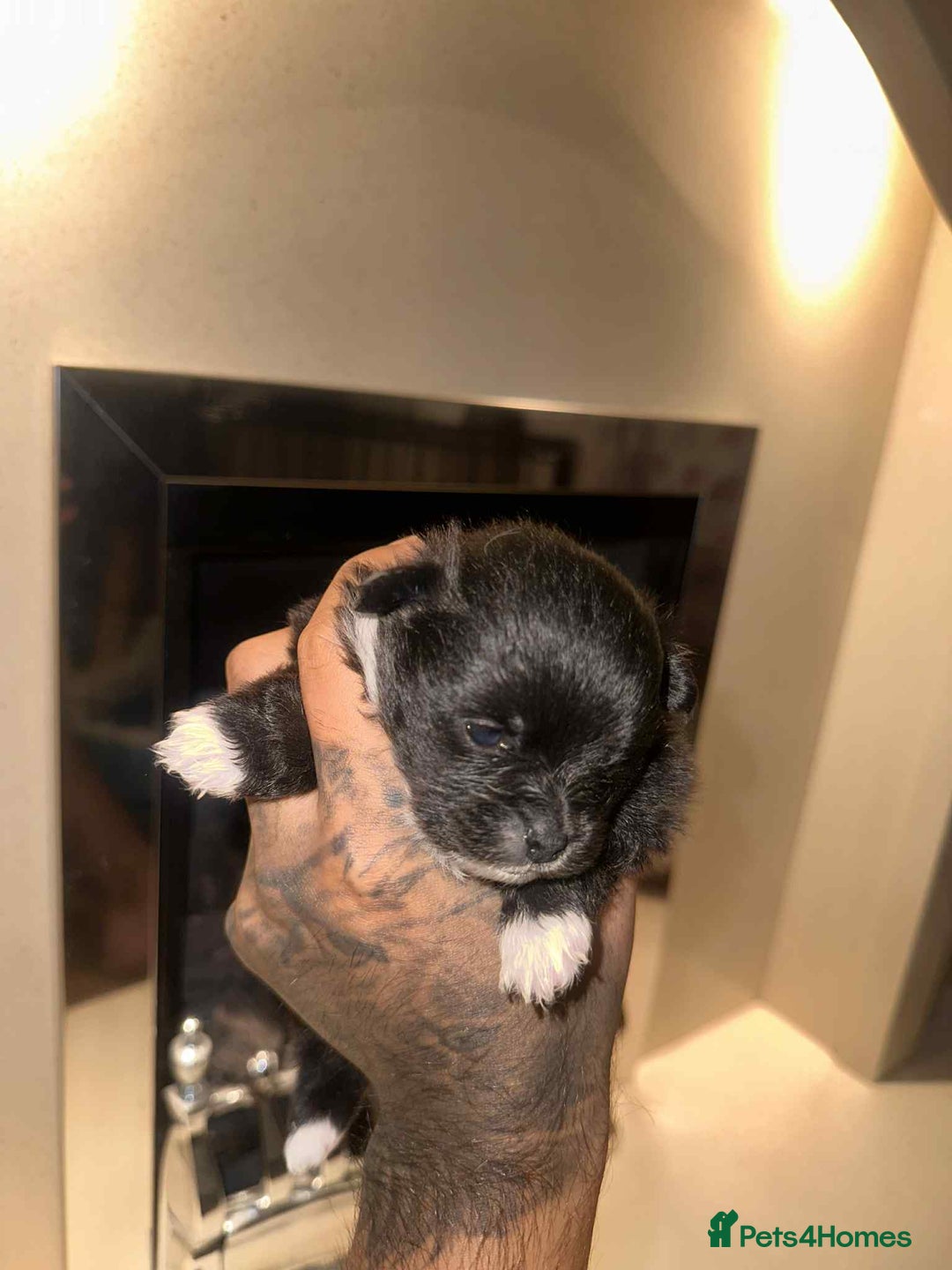 Pomeranian dogs for sale: Champion bloodline Pomeranian puppies  - Image 12