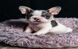 French Bulldog dogs for sale: Chunky French bulldog pups 4 girls  - Image 36