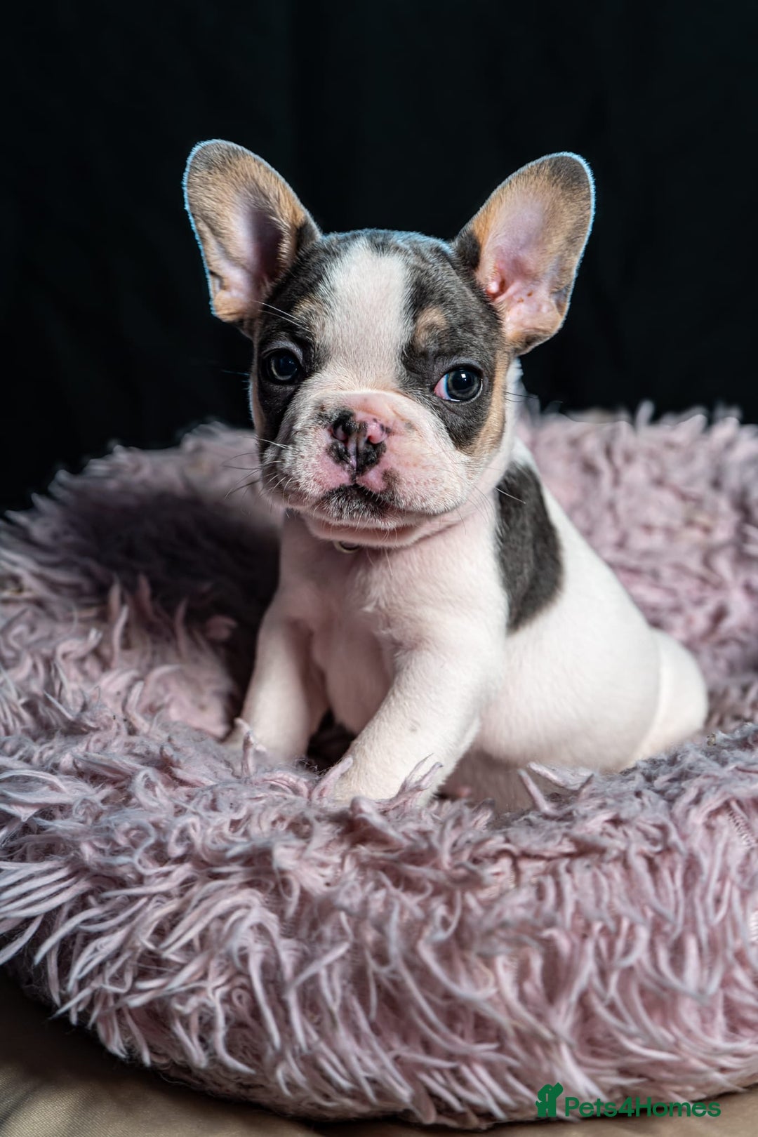 French Bulldog dogs for sale: Chunky French bulldog pups 4 girls  - Image 36