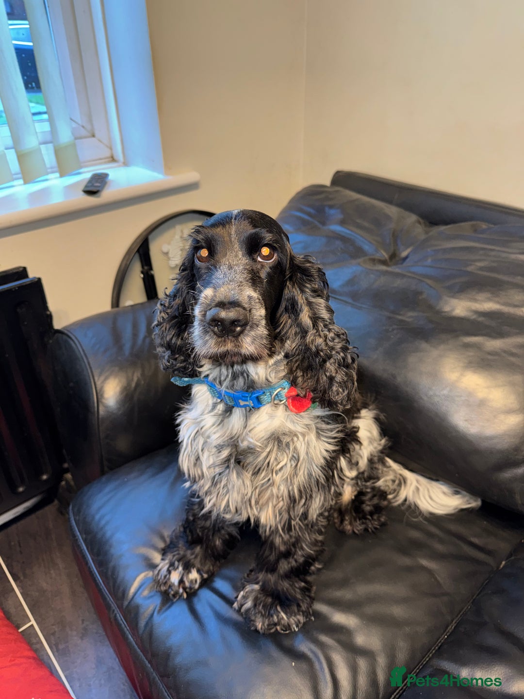 Cocker Spaniel dogs for sale: 7 Blue Roan Cocker Spaniel puppies - Advert 1