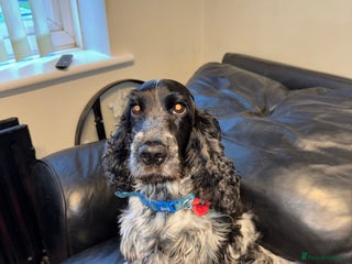 Cocker Spaniel dogs 7 Blue Roan Cocker Spaniel puppies - Advert 1