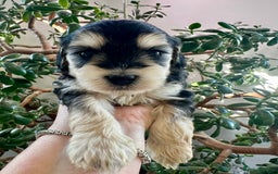 Cockapoo dogs for sale: 4⭐️Licensed F1b Cockapoos Exceptionally Bred - Image 5