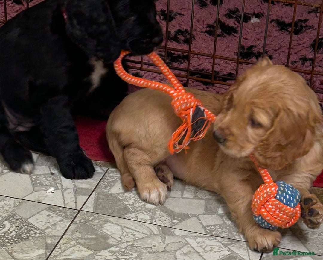 Cocker Spaniel dogs for sale: ✨ Cuddles Await from our Cocker Spaniel Pups  - Advert 6